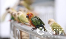 鹦鹉新闻爆料,揭秘事件背后惊人真相